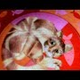 iKitty Is Your New Virtual Best Feline Friend